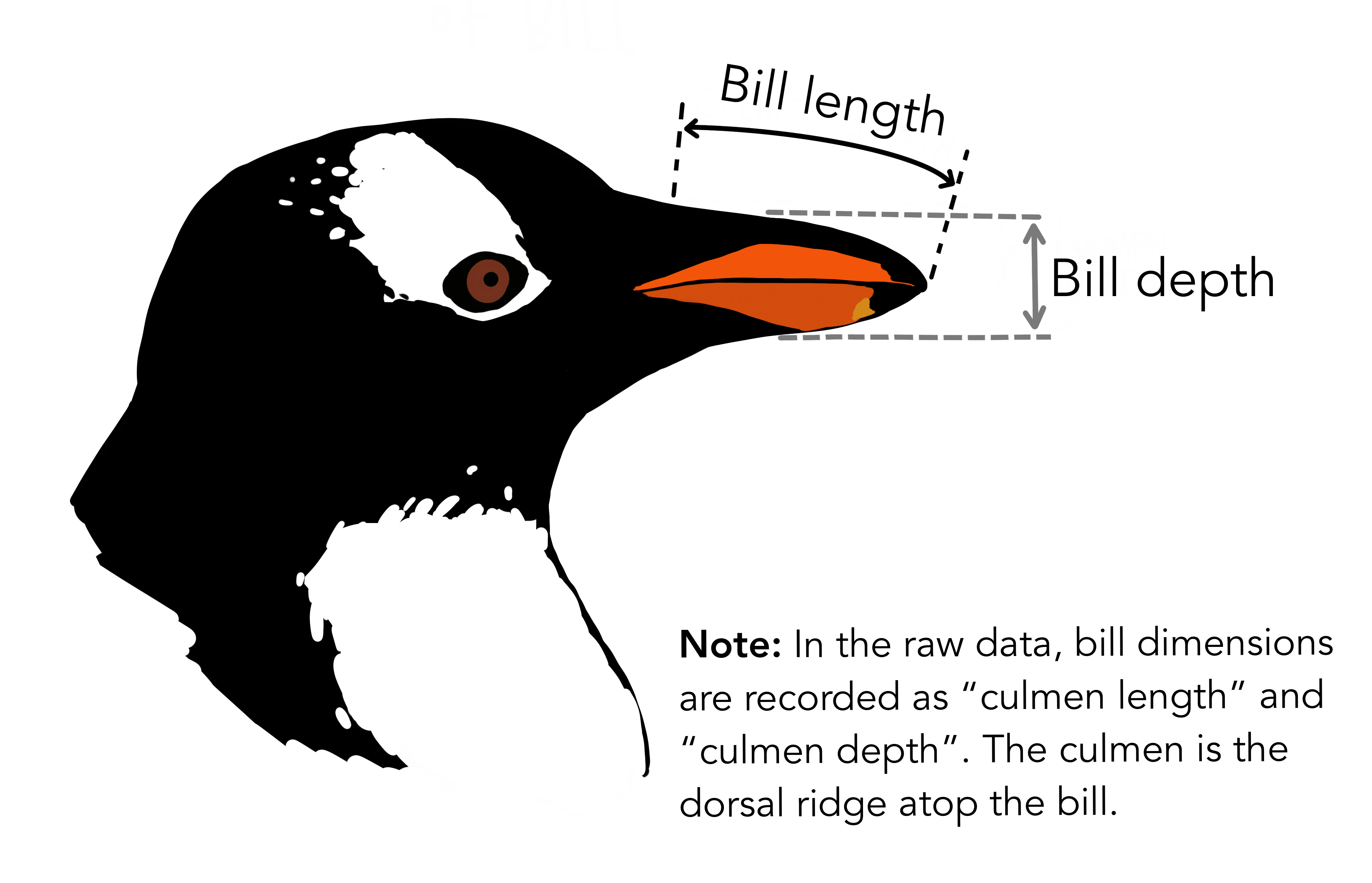 Bill length and depth measurements for each penguin.Artwork by Allison
Horst